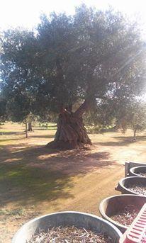 Masseria La Lizza - Ospitalita Rurale Farm stay