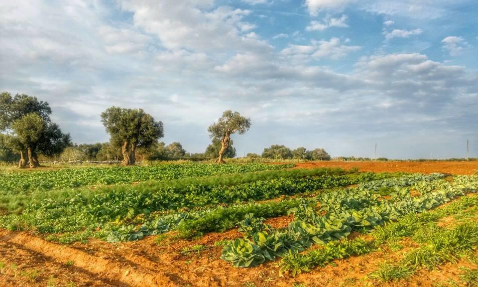 Farm stay Masseria La Lizza - Ospitalita Rurale
